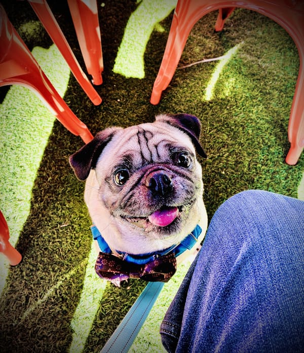 A big-eyed, bow-tied, pug looks up from the ground in anticipation of getting a treat. He is surrounded by fake grass, chair legs, and the photographer's right knee.